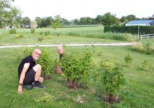 Hans en Johan halen het gras in de bessenstruiken weg.