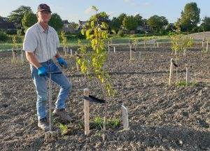 Peter plukt onkruid weg bij de fruitbomen.